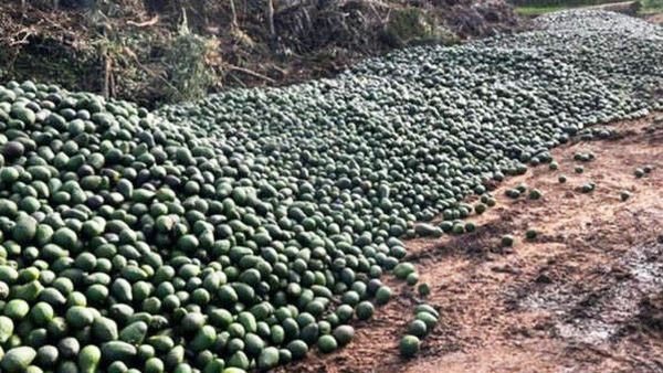 Ben Fordham shared a far North Qld resident&#x27;s image of dumped avocados