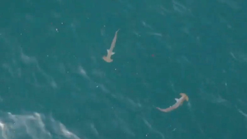 The hammerhead sharks were spotted &quot;just before sunrise&quot; and no swimmers were in the area.