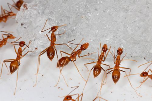 Yellow crazy ants are a profoundly destructive invasive species.