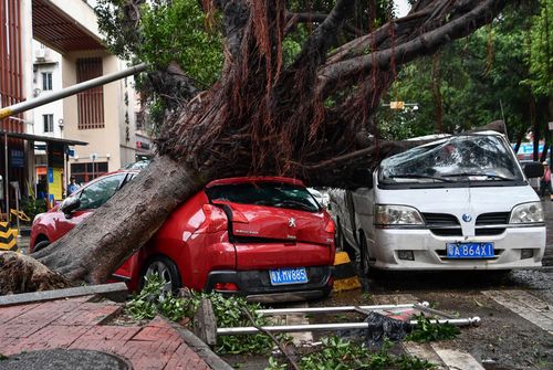 Cars crushed by trees uprooted by strong winds on a road in Guangzhou city, southern China.