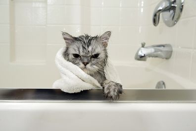 Cat getting a bath 