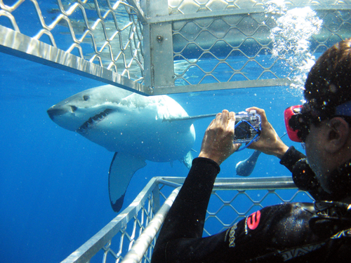 Swim with sharks in Eyre Peninsula