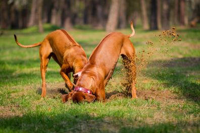 Dog digging stock