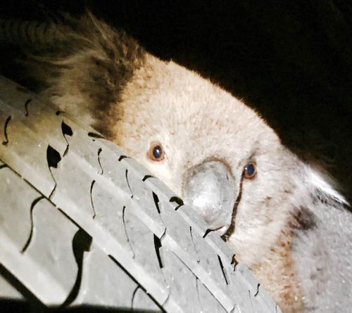 Rescuers were forced to remove the car's wheel in order to reach the animal. (Supplied)