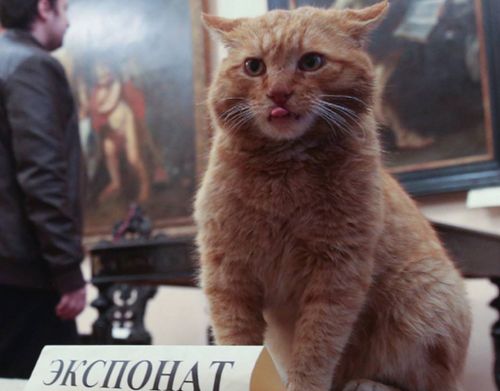 Cat gets job as doorman at Russian museum after April Fools joke comes true
