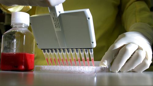 A lab technician works with cultures of the influenza virus.