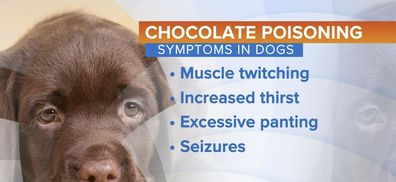 Signs of chocolate poising in dogs.