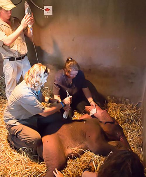 The baby elephant is now being care at the sanctuary. (Elephants Alive Rescue/ Mike Kendrick)