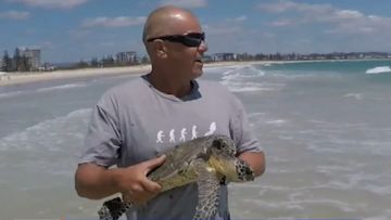 Turtle rescued and released back into ocean after speedy recovery