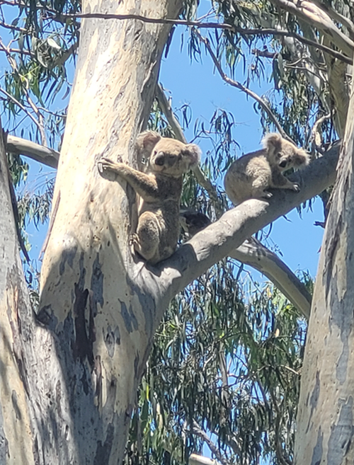 Raine spotted with her mother before the flood. The tiny joey was separated from her mother over the weekend.