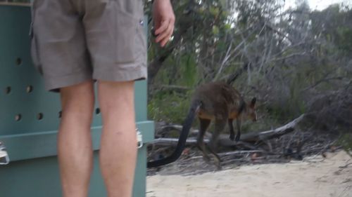 'Syd' the swamp wallaby was released into Ku-ring-gai Chase National Park this morning. (Taronga Wildlife Hospital)