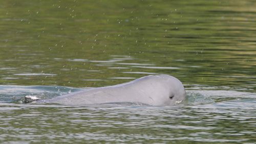 A Mekong River dolphin appears on the Mekong River at Kampi village, Kratie province, northeast of Phnom Penh, Cambodia, on March 17, 2009.