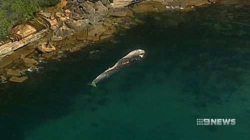 The pair were drawn to investigate after being tipped off about a shark feeding frenzy involving a giant whale carcass that had washed up on rocks.