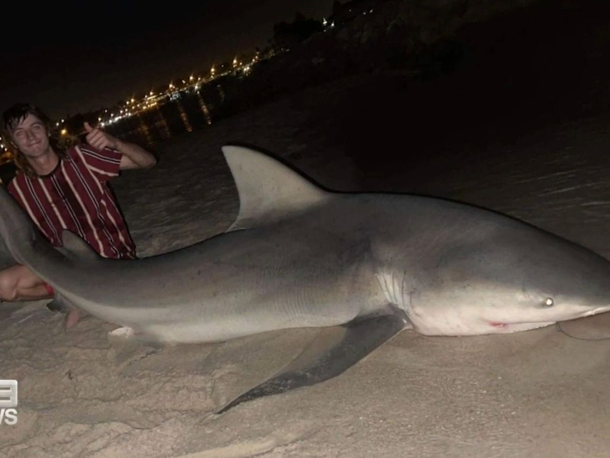 Australia Shark Sightings: Investigation Underway After Fisherman Catches,  Releases Bull Shark At Wa Boat Ramp