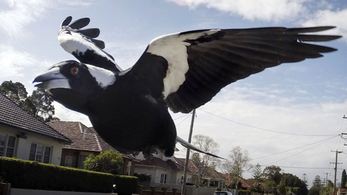 Magpies usually swoop to ward of threats to their chicks. Note, this is not the magpie in question.