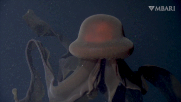 Phantom jellyfish