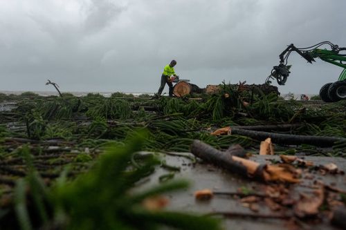 A main chainsaws a collapsed tree on March 09, 2025 in Redcliffe Brisbane, Australia. Australia's east coast is experiencing severe weather as ex-Tropical Cyclone Alfred moves south. While downgraded from cyclone status, the weather system continues to bring damaging winds, heavy rainfall, and flash flooding, particularly in the Gold Coast and northern NSW regions. 