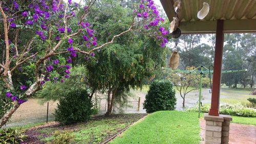 Views from Stephanie Henderson's Lansdowne, NSW home during the 2021 floods.
