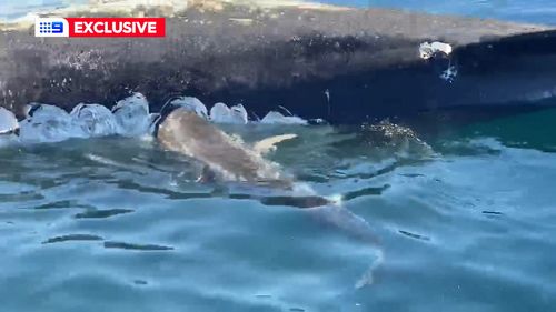 Shark attacks Forster fisherman boat during whale feeding frenzy