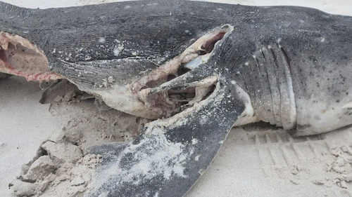 Alison Towner said at least 17 sharks were killed in the latest spree. 