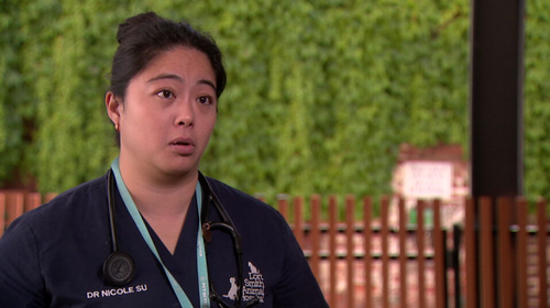 A doutora Nicole Su, veterinária de vida selvagem exótica, disse que nunca tinha ouvido falar de um ataque de raposa a um ser humano antes.