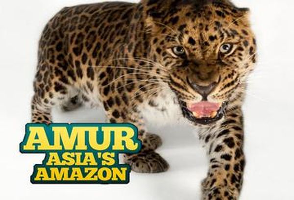 Amur: Asia's Amazon