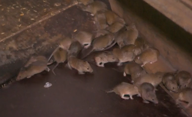 A mouse plague in western NSW is decimating crops, destroying livelihoods and leaving some businesses at breaking point.