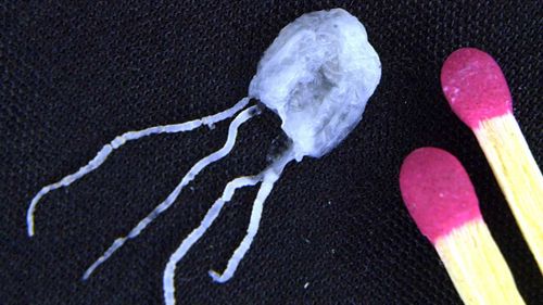 The irukandji jellyfish.