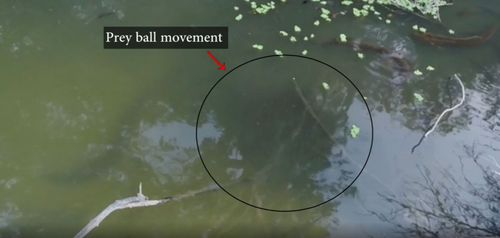 Electric eels targeting prey balls in Amazon 