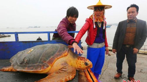 Chinese fisherman turns down equivalent of a month’s wage to instead let rare sea turtle live