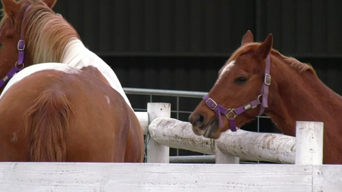 A woman has died after she was thrown from a horse in a tragic accident on South Australia's Fleurieu Peninsula.