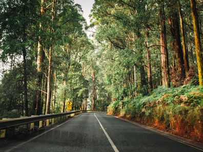 Yarra Ranges national park, Australia