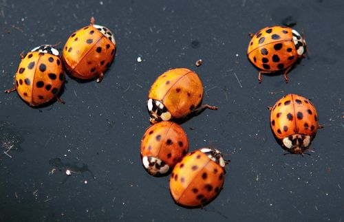 Massive ladybug swarm over California