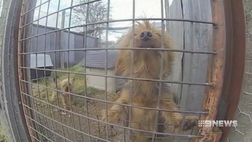 The changes are aimed at shutting down 'puppy farms', where animals are often kept in inhumane and unsanitary conditions. (9NEWS)