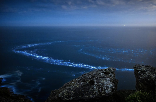 Jamen Percy saw a ring of  bioluminescence from Palm Beach Lighthouse.