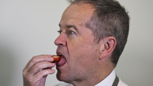 Bill Shorten eating a strawberry. 