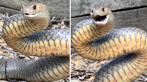 The eastern brown reared up when Steven Brown approached with his camera. 