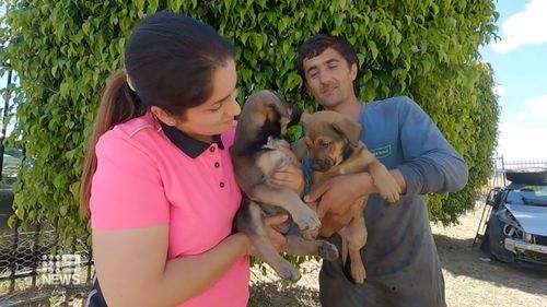 The two puppies were handed into a local police station, 24 hours apart.