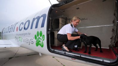 Pet AirWays Alyse Tognotti prepares a passenger for his flight ,during a training session Thursday July 9, 2009 in Omaha, Neb.