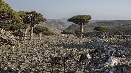 Goats roam amidst dragon's blood trees on the Yemeni island of Socotra on Sept. 18, 2024.(AP Photo/Annika Hammerschlag)