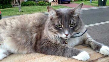 Muffin is one of several cats to have vanished in the Illawarra town of Shellharbour.  (Facebook)