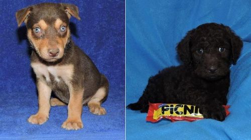 Puppies from the farm reportedly being sold online. (Supplied)