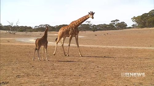 Eyelean already stands 2.3m tall and weighs more than 150kg. (9NEWS)