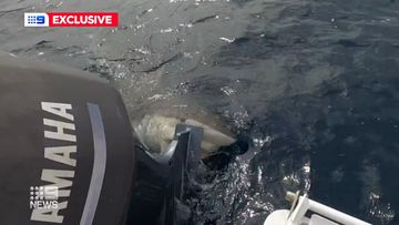 A three-metre bronze whaler shark bit into a charter boat off the Western Australian coast. 