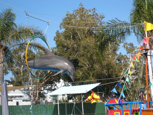 One of the dolphins gets put through his hoop at Coffs Harbour. 