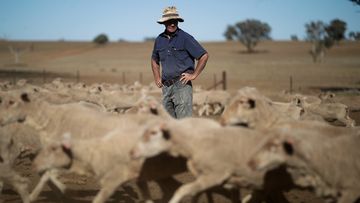 A farmer with sheep at his property in Larras Lee in central west NSW. 