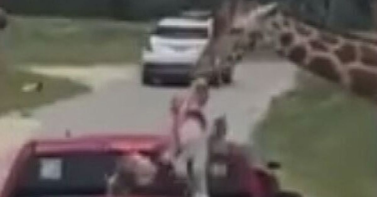 Giraffe snatches toddler from car at US safari park