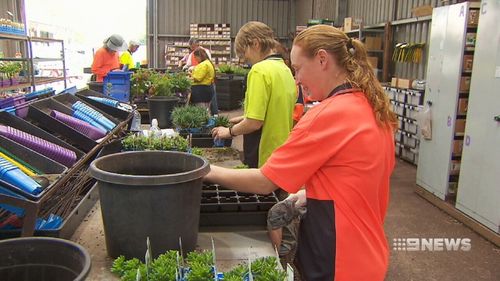 The nursery, which has 90 of its 110 workers living with disabilities, will now provide plants for state government infrastructure projects. Picture: 9NEWS.