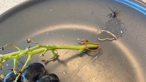 Tony Marshel felt the redback as he was eating grapes at lunchtime.