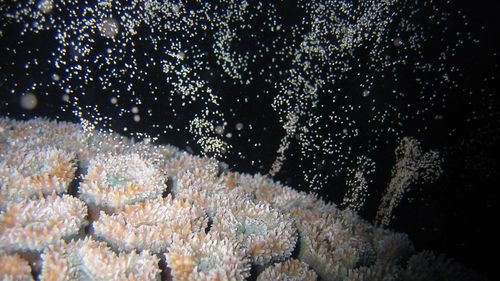 Lizard Island coral spawn 'relatively low'